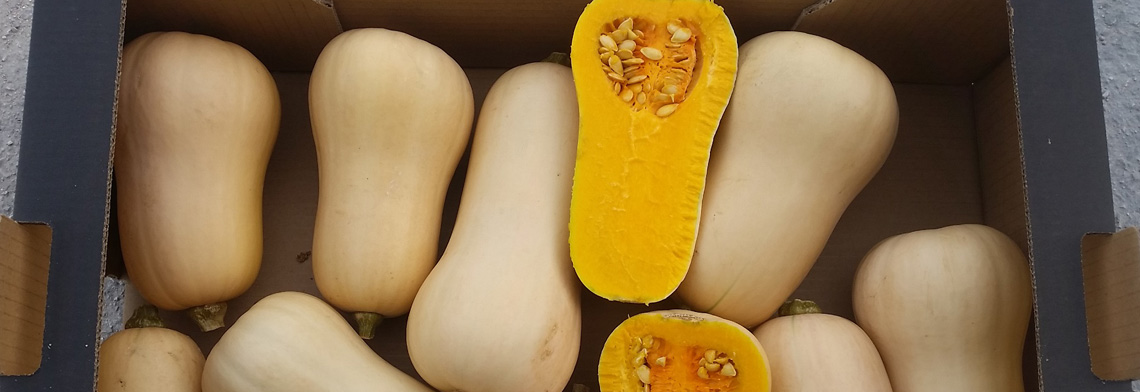 Inicio - Amarillo Corn