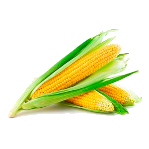 Maíz - Amarillo Corn